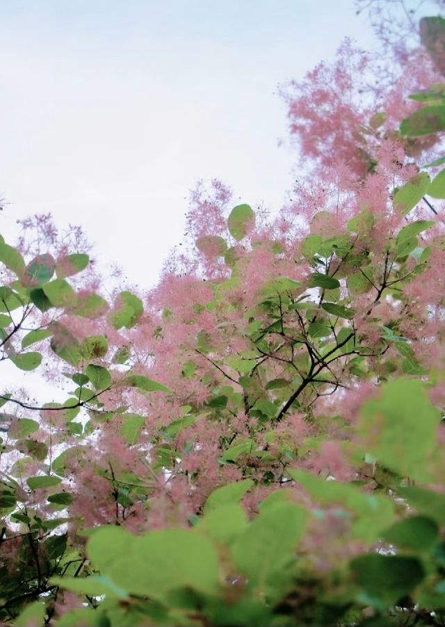 鍋盔山秋賦:黃櫨燃霞染北國 鍋盔山秋賦:黃櫨燃霞染北國