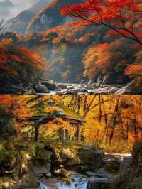 別卷國外了!四川光霧山,藏著中國紅葉的「天花板」