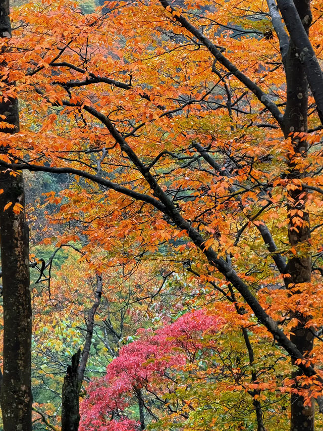 秋天不去米倉山，真對不起這滿山紅透的楓葉！