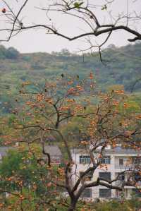 武漢2h自駕「中國甜柿第一村」的賞秋攻略