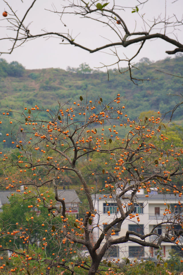 武漢2h自駕「中國甜柿第一村」的賞秋攻略