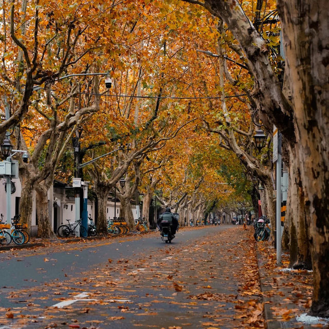 🍂상하이의 가을, 이 도시를 사랑하는 이유