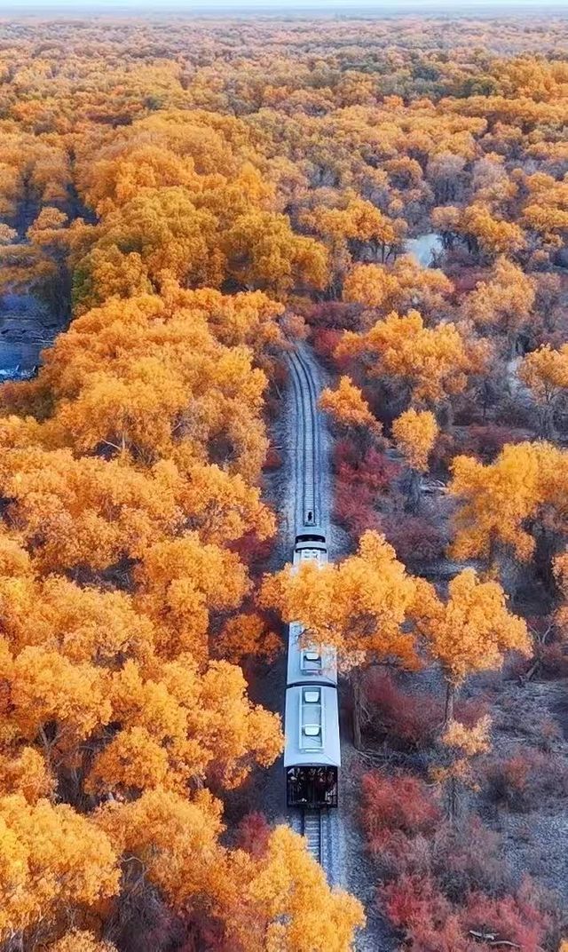 千年胡楊林 千年胡楊林