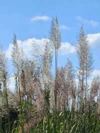注意!這不是油畫,而是成都的彩色秋天!
