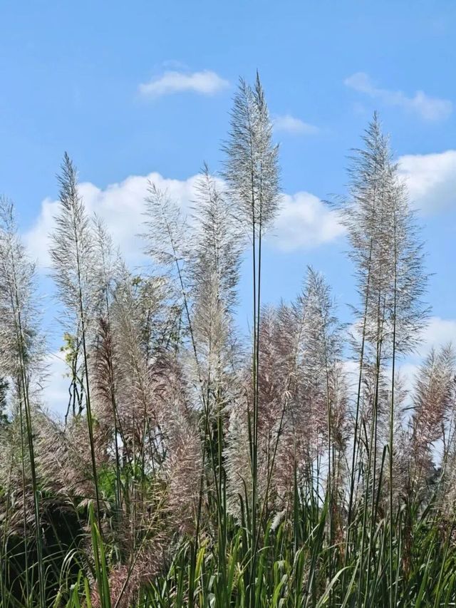 注意!這不是油畫,而是成都的彩色秋天! 注意!這不是油畫,而是成都的彩色秋天!