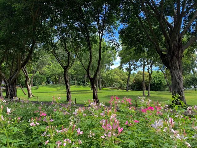 獨享靜謐花海秘境