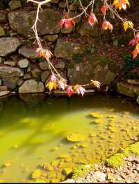 【小隴山國家森林公園】!呢度簡直就係上帝打翻嘅調色盤,靚到我