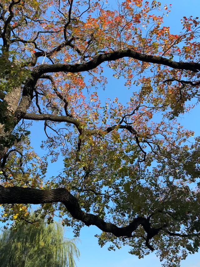 這個公園必須得去啊