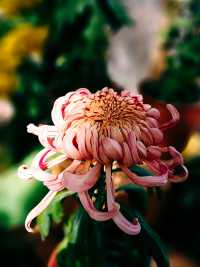 銀杏菊韻寶藏拍攝地