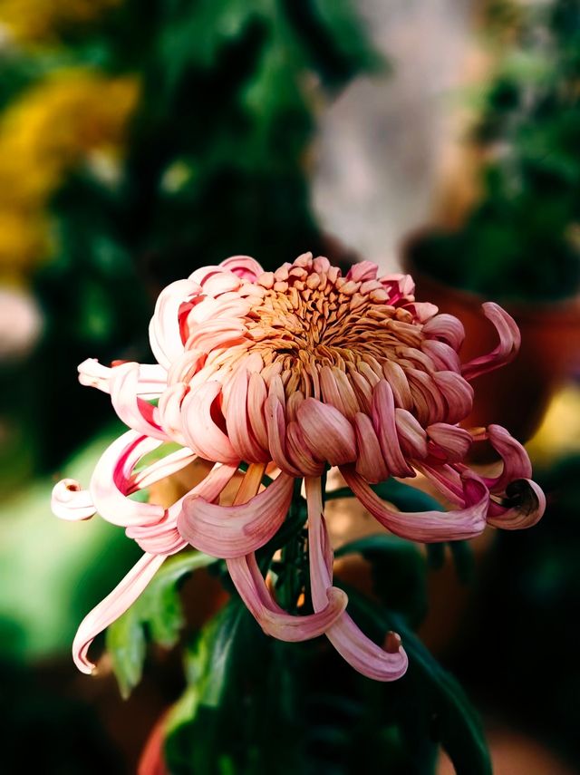 銀杏菊韻寶藏拍攝地 銀杏菊韻寶藏拍攝地