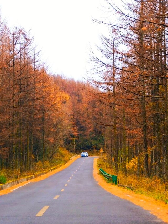 親子徒步看紅葉寶藏地，十八月潭保姆級攻略