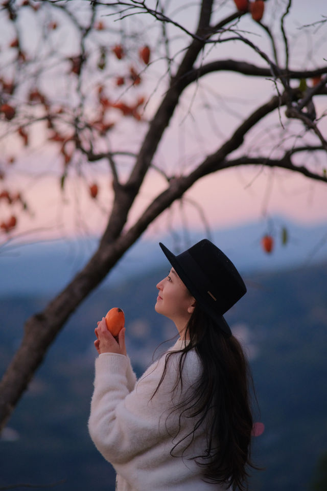 在溫州拍到了刷爆朋友圈的“柿柿”如意