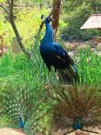上海動物園｜被孔雀開屏美到失語！藍綠星河墜落人間