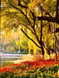 赴一場萬柳塘公園的秋日之約