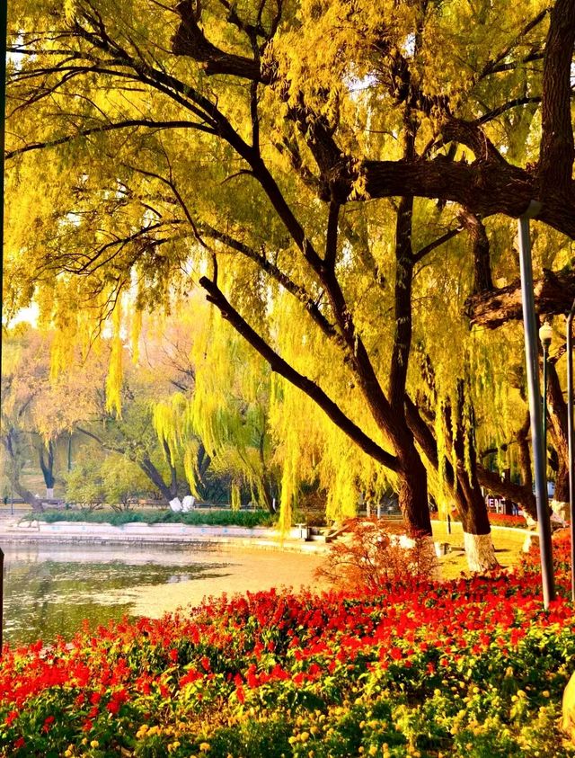 赴一場萬柳塘公園的秋日之約