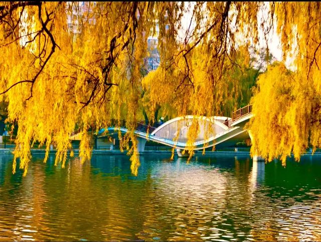 赴一場萬柳塘公園的秋日之約