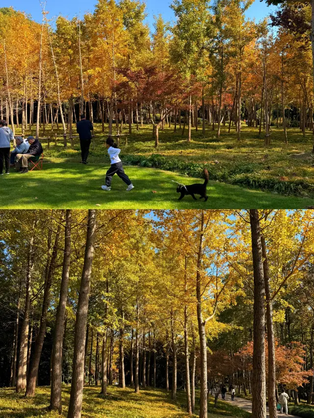 Shanghai's Ultimate Autumn Viewing! Century Park Sycamore + Ginkgo