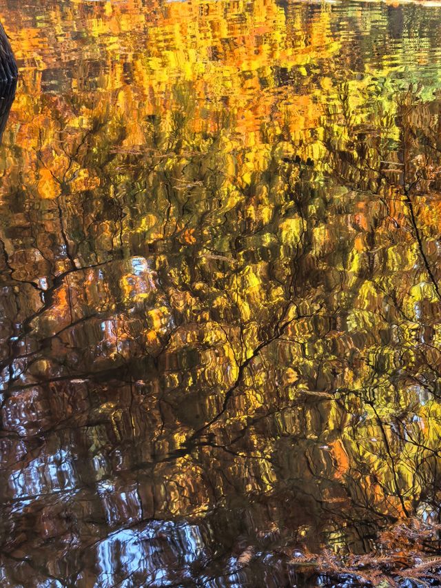 這不是燕雀湖這簡直是大自然的油畫