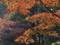 秋日虞山賞楓季