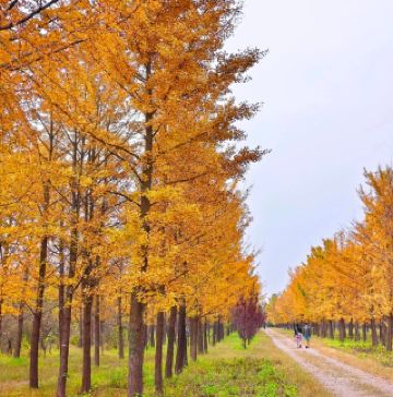 ป่าแปะก๊วยกับแสงเงาที่เหมือนมีฟิลเตอร์ในตัว