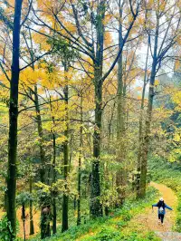 看2025年葛仙山最後一場銀杏雨11.16live