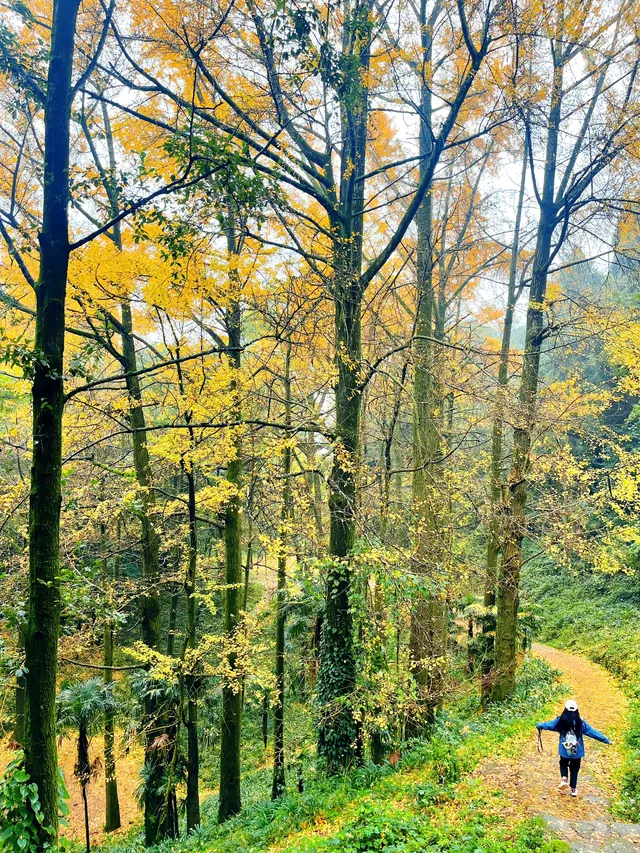 看2025年葛仙山最後一場銀杏雨11.16live