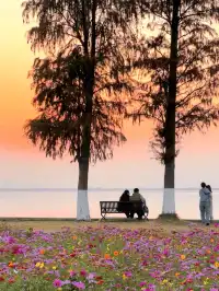 上海出發1h 淀山湖落日花海保姆級攻略