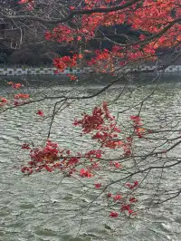 如琴湖的秋，是楓葉寫給山水的情書。