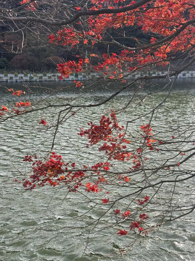 如琴湖的秋，是楓葉寫給山水的情書。