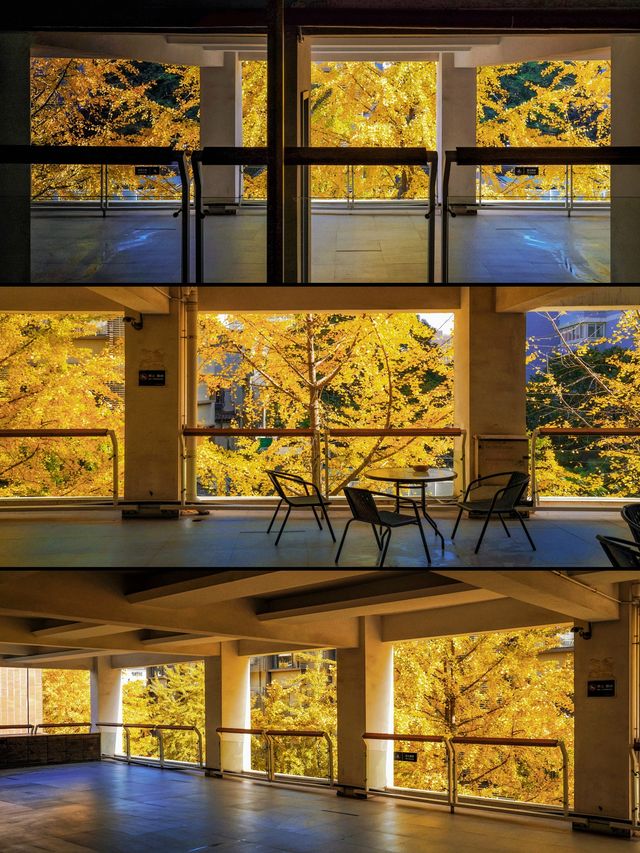 魔都銀杏季必打卡局門路露台機位全攻略|附路線圖 魔都銀杏季必打卡局門路露台機位全攻略|附路線圖