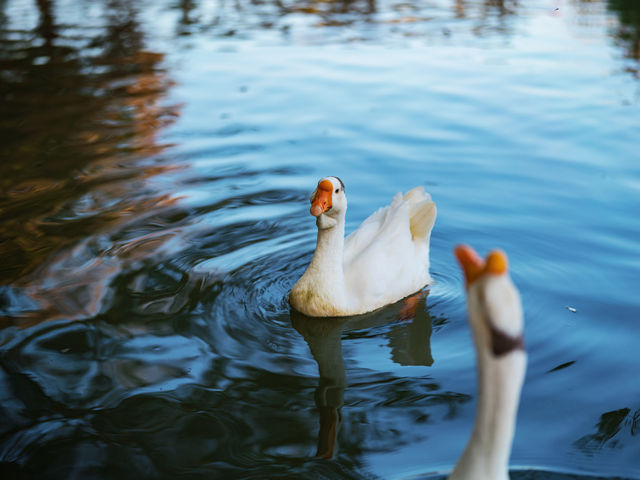 在「江南第一村」呈坎，我找到了徽州最原始的光影密碼。