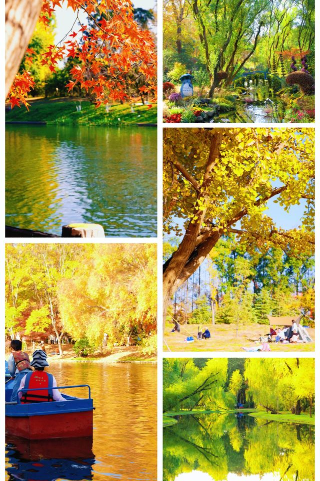 超全攻略!冬日共青森林公園賞秋絕了 超全攻略!冬日共青森林公園賞秋絕了