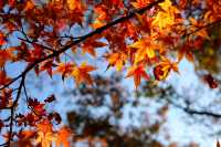 廬山賞秋必去！牯嶺鎮楓葉紅透的浪漫時光