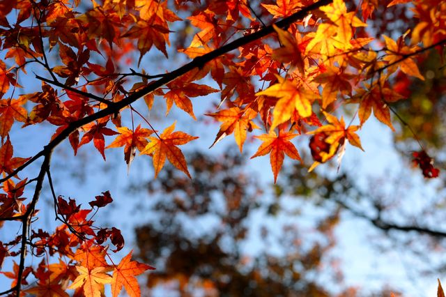 廬山賞秋必去！牯嶺鎮楓葉紅透的浪漫時光