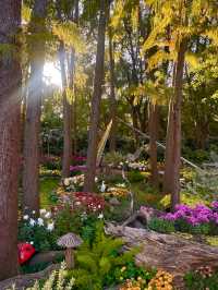 上海秋日頂流!共青菊花展免費衝人多真的有原因!