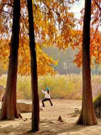 梧桐金雨絕絕子！世紀公園秋日限定攻略