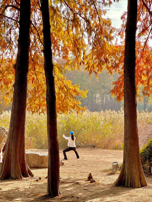 梧桐金雨絕絕子！世紀公園秋日限定攻略