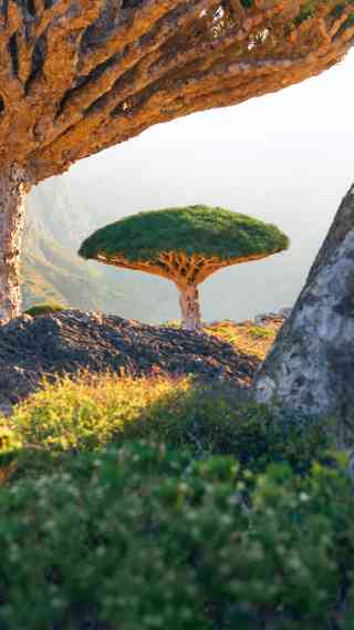 2026 Recommended Flower viewing in Yemen (Updated July)| Trip Moments