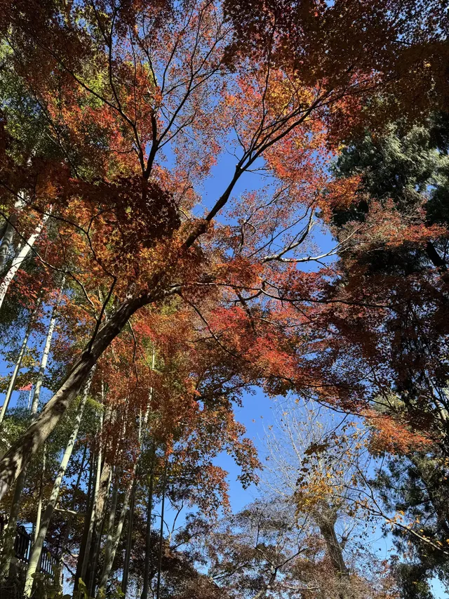 2025.11.29 實況| 莫干山賞楓一日遊攻略