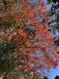 2025.11.29 實況| 莫干山賞楓一日遊攻略