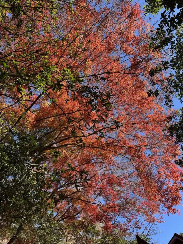 2025.11.29 實況| 莫干山賞楓一日遊攻略