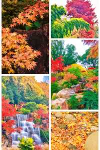 上海小京都這片楓葉階梯美到窒息!人少速來!