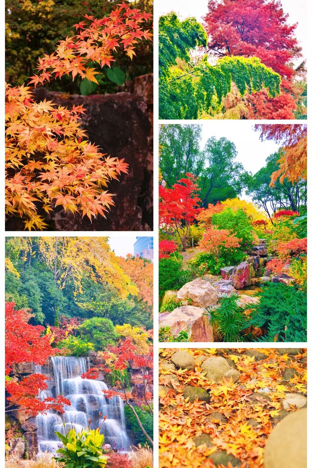 上海小京都這片楓葉階梯美到窒息!人少速來! 上海小京都這片楓葉階梯美到窒息!人少速來!