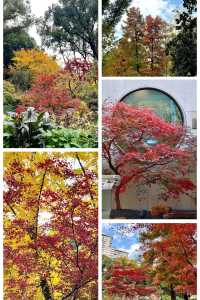 上海小京都這片楓葉階梯美到窒息!人少速來!