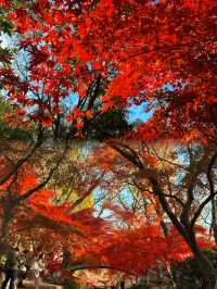 南京中山植物園紅楓觀賞指南