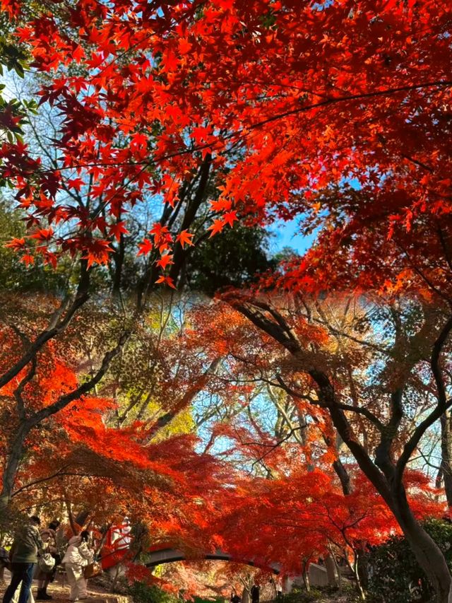 南京中山植物園紅楓觀賞指南 南京中山植物園紅楓觀賞指南