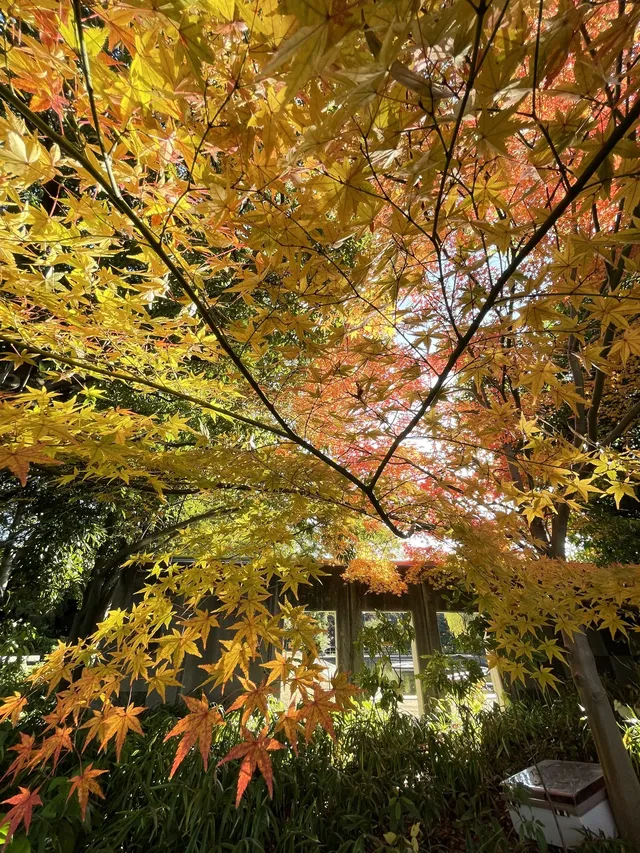 名古屋紅葉—白鳥庭園 名古屋紅葉—白鳥庭園