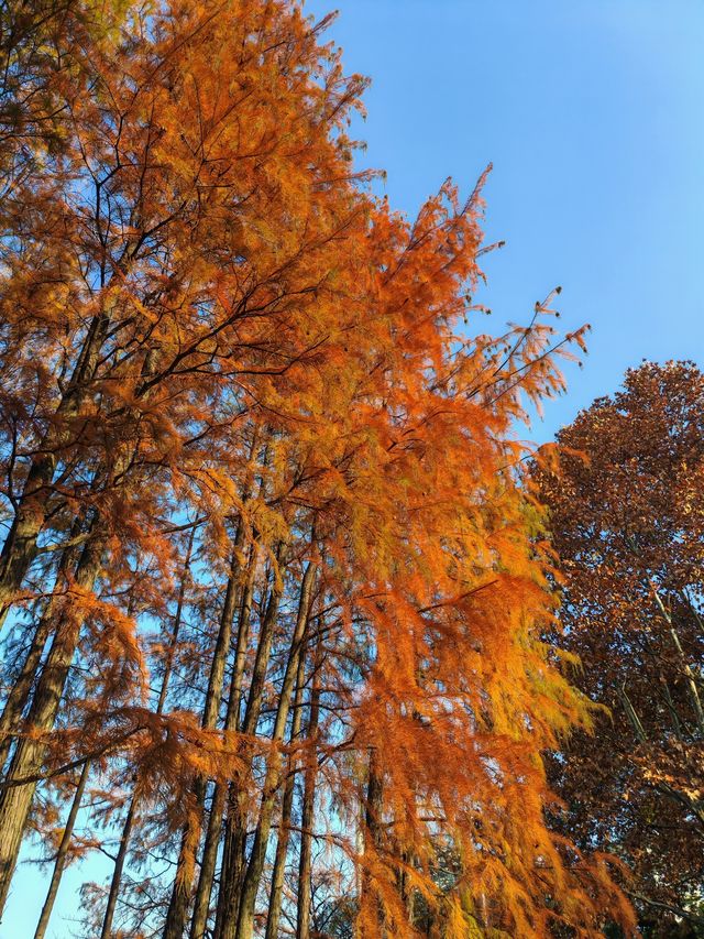 又一個公園透綠