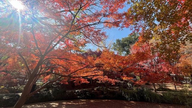 上海賞楓絕佳地標
