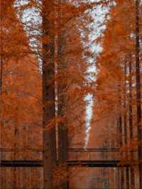 冬季濱海國家森林公園藏在山海間的冬日童話